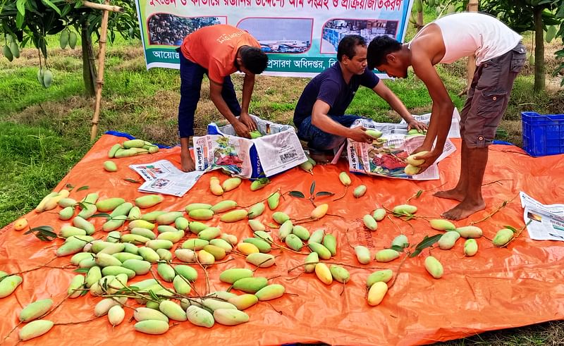 সুইজারল্যান্ডে পাঠানোর জন্য ‘ব্যানানা’ জাতের আম প্যাকেটজাত করা হচ্ছে। রোববার দিনাজপুরের বিরল উপজেলার সদরডাঙ্গা এলাকায়